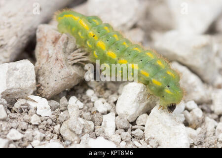 Chalkhill blue (Polyommatus coridon) Raupe crossing Chalk weg. Surrey, Großbritannien. Stockfoto