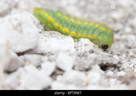 Chalkhill blue (Polyommatus coridon) Raupe crossing Chalk weg. Surrey, Großbritannien. Stockfoto