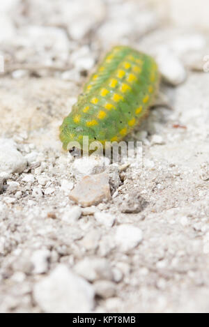 Chalkhill blue (Polyommatus coridon) Raupe crossing Chalk weg. Surrey, Großbritannien. Stockfoto