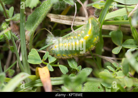 Chalkhill blue (Polyommatus coridon) Caterpillar im Grünland. Surrey, Großbritannien. Stockfoto