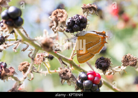 Braun hairstreak (Thecla betulae) Weibliche nectaring auf Brombeeren. Surrey, Großbritannien. Stockfoto