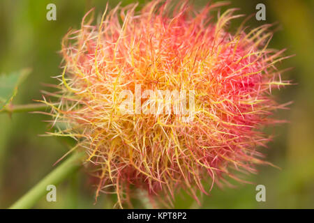 Robin nadelkissen Gall (Diplolepis rosae). Surrey, Großbritannien. Stockfoto