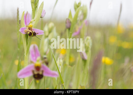 Bienen-ragwurz (Ophrys apifera) im Grünland. Dorset, Großbritannien. Stockfoto