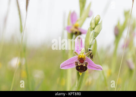Bienen-ragwurz (Ophrys apifera) im Grünland. Dorset, Großbritannien. Stockfoto