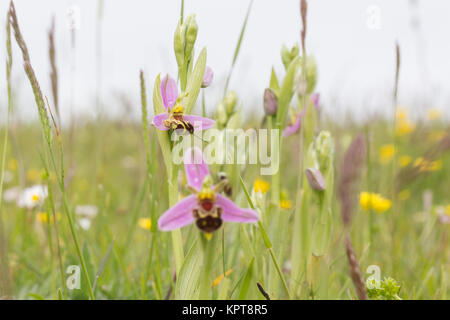 Bienen-ragwurz (Ophrys apifera) im Grünland. Dorset, Großbritannien. Stockfoto
