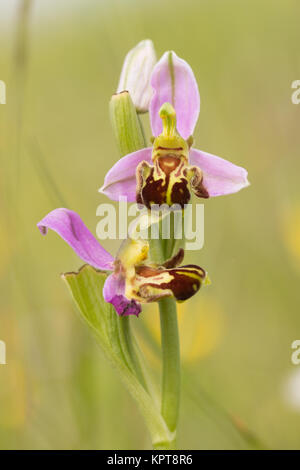 Bienen-ragwurz (Ophrys apifera) im Grünland. Dorset, Großbritannien. Stockfoto