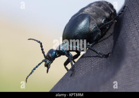 Öl Käfer (Meloe proscarabaeus) am Rucksack. Dorset, Großbritannien. Stockfoto