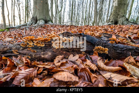 Gefallenen Buche Blätter mit Pilzen Wachstum auf einer verfallenden anmelden. Stockfoto