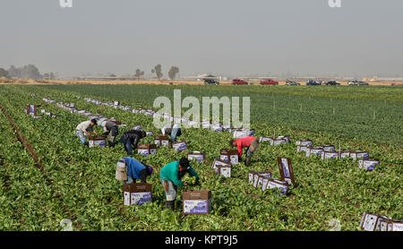 Außendienstmitarbeiter, die Ernte Senfgrüns 'Brassica Juncea', grünen Pflanzen, allgemein bekannt als chinesische, indische, orientalische Gemüse Senf, Bakersfield, Stockfoto