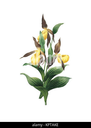 19. jahrhundert Illustration der eine Lady Slipper Orchid. Kupferstich von Pierre-Joseph Redoute. In Choix Des Plus Belles Fleurs, Paris (1827) veröffentlicht. Stockfoto