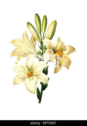Antiquitäten aus dem 19. Jahrhundert Abbildung eines Lilium Candidum, wie die Madonnenlilie bekannt. Kupferstich von Pierre-Joseph Redoute. In Choix Des Plus Bel veröffentlicht. Stockfoto