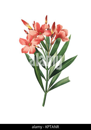 Illustration einer Nerium Oleander Blume aus dem 19.. Jahrhundert. Stich von Pierre-Joseph Redoute. Veröffentlicht in Choix des Plus Belles Fleurs, Paris (1827). Stockfoto