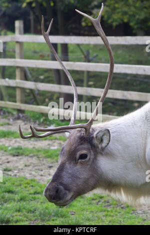 Rentiere des Weihnachtsmanns Stockfoto