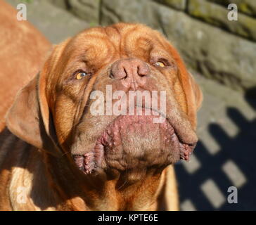 Bordeaux-Hund Stockfoto