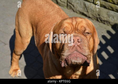 Bordeaux-Hund Stockfoto