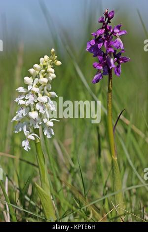 Albino-Knabenkraut neben violettem stattlichem Unkraut (Orchis mascula) am DÃ¶rnberg Stockfoto