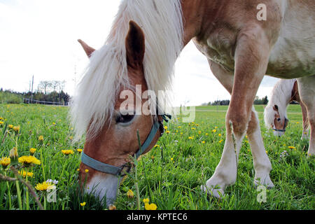 Haflinger Pferde auf der Frühlingswiese Stockfoto