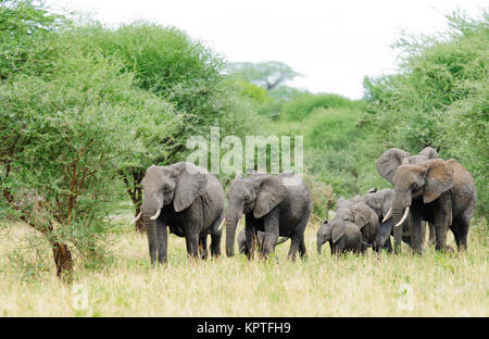 Nahaufnahme des Afrikanischen Elefanten (Wissenschaftlicher Name: Loxodonta africana, oder "Tembo" in Swaheli) in den Tarangire Nationalpark, Tansania Stockfoto