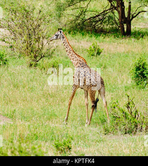 Nahaufnahme der Masai Giraffe (Wissenschaftlicher Name: Giraffa Camelopardalis tippelskirchi oder "Twiga' in Swaheli) in den Tarangire Nationalpark, Tansania Stockfoto