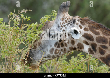 Nahaufnahme der Masai Giraffe (Wissenschaftlicher Name: Giraffa Camelopardalis tippelskirchi oder "Twiga' in Swaheli) Bild auf Safari in den Tarangire entfernt Stockfoto