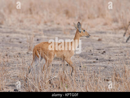 Nahaufnahme der weiblichen Riedböcke (Wissenschaftlicher Name: Redunca redunca, oder "Tohe ndope" in Swaheli) in den Tarangire Nationalpark, Tansania Stockfoto