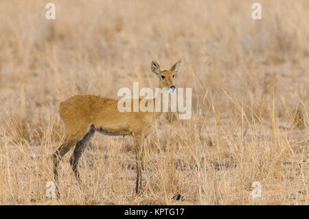 Nahaufnahme der weiblichen Riedböcke (Wissenschaftlicher Name: Redunca redunca, oder "Tohe ndope" in Swaheli) in den Tarangire Nationalpark, Tansania Stockfoto