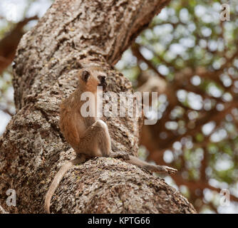 Meerkatze (Wissenschaftlicher Name: cercopthecus aethiops, oder Tumbiili in Swaheli), Schuß auf Safari im Tarangire Nationalpark in Tansania Stockfoto