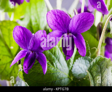 Veilchen in einem Bündel Stockfoto