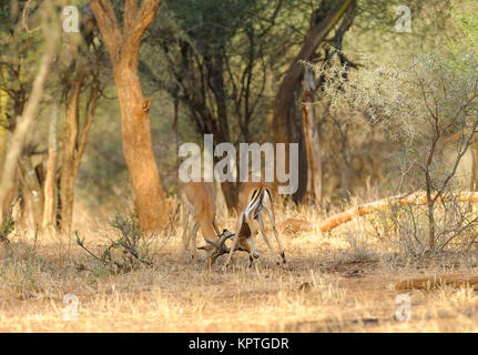 Nahaufnahme von Impala kämpfen (Wissenschaftlicher Name: Aepyceros melampus, oder der wala Pala'in Swaheli) in theTarangire Nationalpark, Tansania Stockfoto