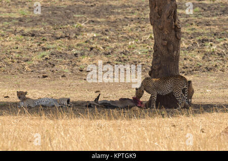 Paar Geparden Ausruhen nach einer Mahlzeit (Wissenschaftlicher Name: Acinonyx jubatus oder "Uma" in Swaheli) in den Tarangire Nationalpark, Tansania Stockfoto