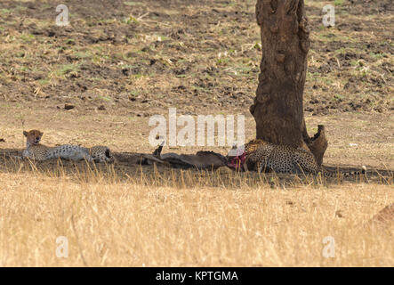 Paar Geparden Ausruhen nach einer Mahlzeit (Wissenschaftlicher Name: Acinonyx jubatus oder "Uma" in Swaheli) in den Tarangire Nationalpark, Tansania Stockfoto