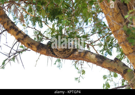 African Rock Python (Python sebae) sicher auf einen Baum, um zu verhindern, während der Migration mit Füßen Stockfoto