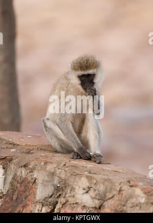 Meerkatze betrachten (Wissenschaftlicher Name: cercopthecus aethiops, oder Tumbiili in Swaheli) in den Tarangire Nationalpark, Tansania Stockfoto