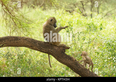 Nahaufnahme von Olive Paviane (Wissenschaftlicher Name: papio Anubis, oder Nyani in Swaheli) im Lake Manyara National Park, Tansania Stockfoto