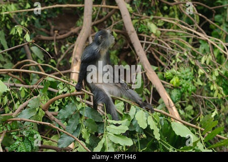 Der blaue Affe (Cercopithecus mitis) im Lake Manyara National Park Stockfoto