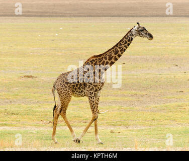 Nahaufnahme der Masai Giraffe (Wissenschaftlicher Name: Giraffa Camelopardalis tippelskirchi oder "Twiga' in Swaheli) n Der Lake Manyara National Park, Tansania Stockfoto