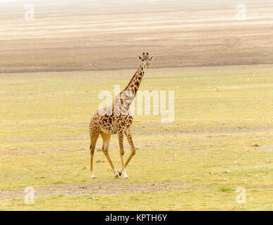 Nahaufnahme der Masai Giraffe (Wissenschaftlicher Name: Giraffa Camelopardalis tippelskirchi oder "Twiga' in Swaheli) n Der Lake Manyara National Park, Tansania Stockfoto