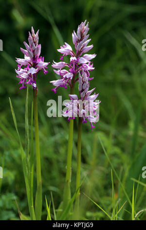 Drei Exemplare der Orchidee Orchidee orchis militaris Stockfoto