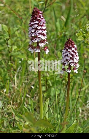 Purpur (orchis purpurea) Stockfoto