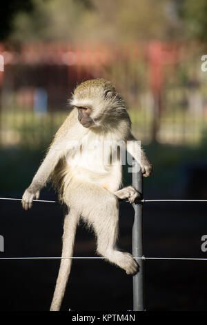 Affe posiert auf Zaun Stockfoto