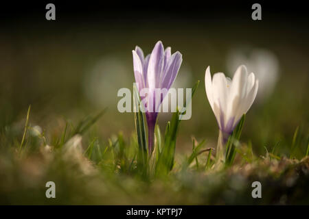 Blühende Krokus in Nahaufnahme Namen einzeln und in der Gruppe Stockfoto