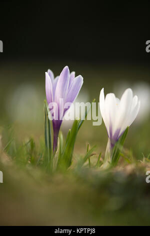 Blühende Krokus in Nahaufnahme Namen einzeln und in der Gruppe Stockfoto