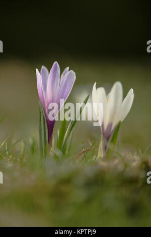 Blühende Krokus in Nahaufnahme Namen einzeln und in der Gruppe Stockfoto