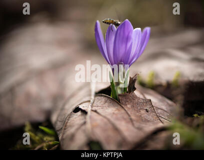 Blühende Krokus in Nahaufnahme Namen einzeln und in der Gruppe Stockfoto