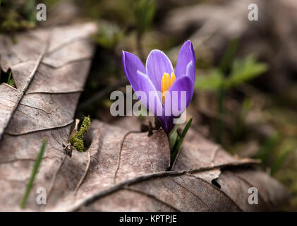 Blühende Krokus in Nahaufnahme Namen einzeln und in der Gruppe Stockfoto