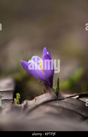 Blühende Krokus in Nahaufnahme Namen einzeln und in der Gruppe Stockfoto