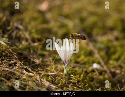 Blühende Krokus in Nahaufnahme Namen einzeln und in der Gruppe Stockfoto