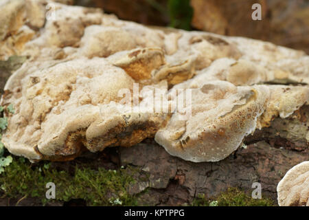 Erle Halterung (Inonotus radiatus) Stockfoto