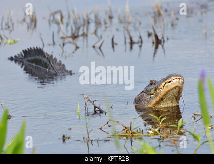 Großen Bull männliche Alligator fordert für einen Kumpel Stockfoto