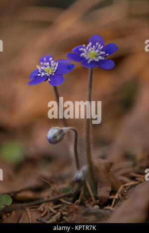 Blühende Leberblüten auf trockenen Buchenblättern Stockfoto